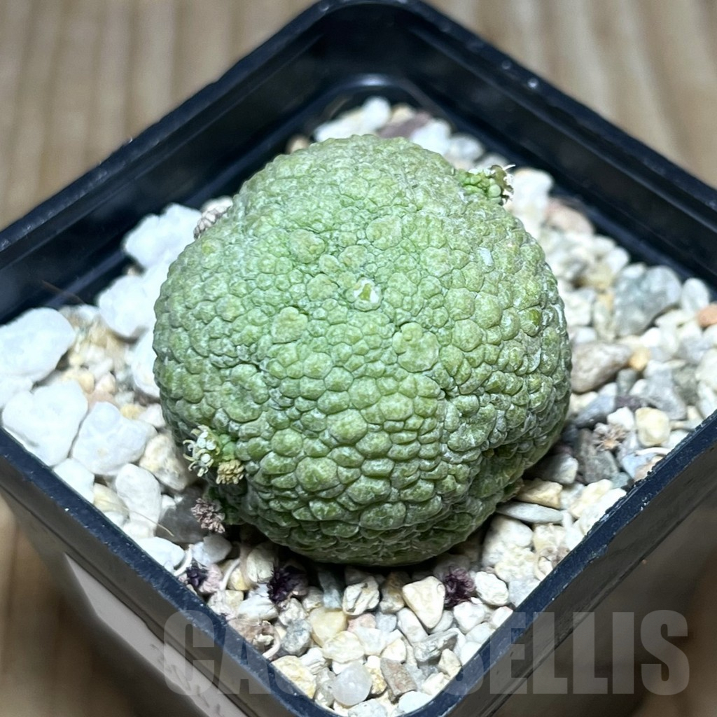 SHPR30444 Pseudolithos migiurtinus