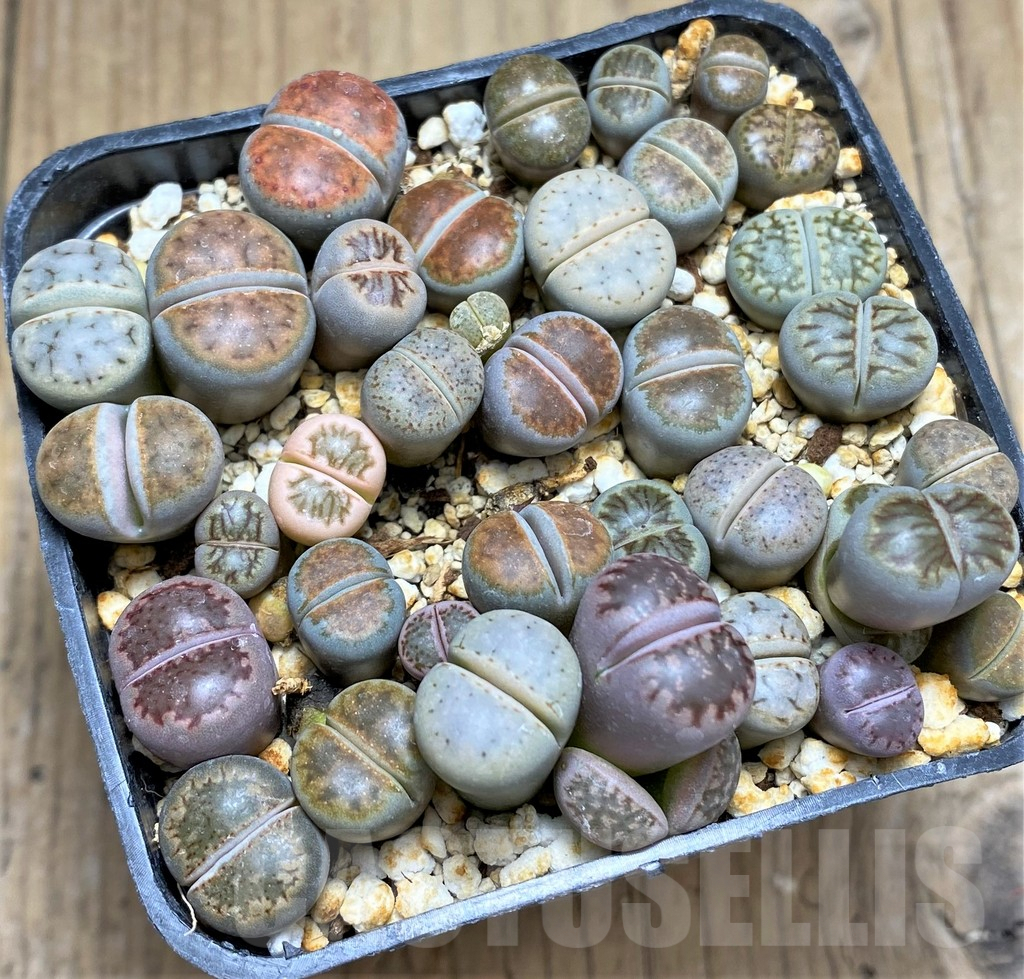 SHPR31131 Lithops mix - Imagen 2