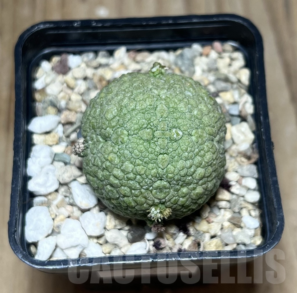 SHPR30444 Pseudolithos migiurtinus - Image 2