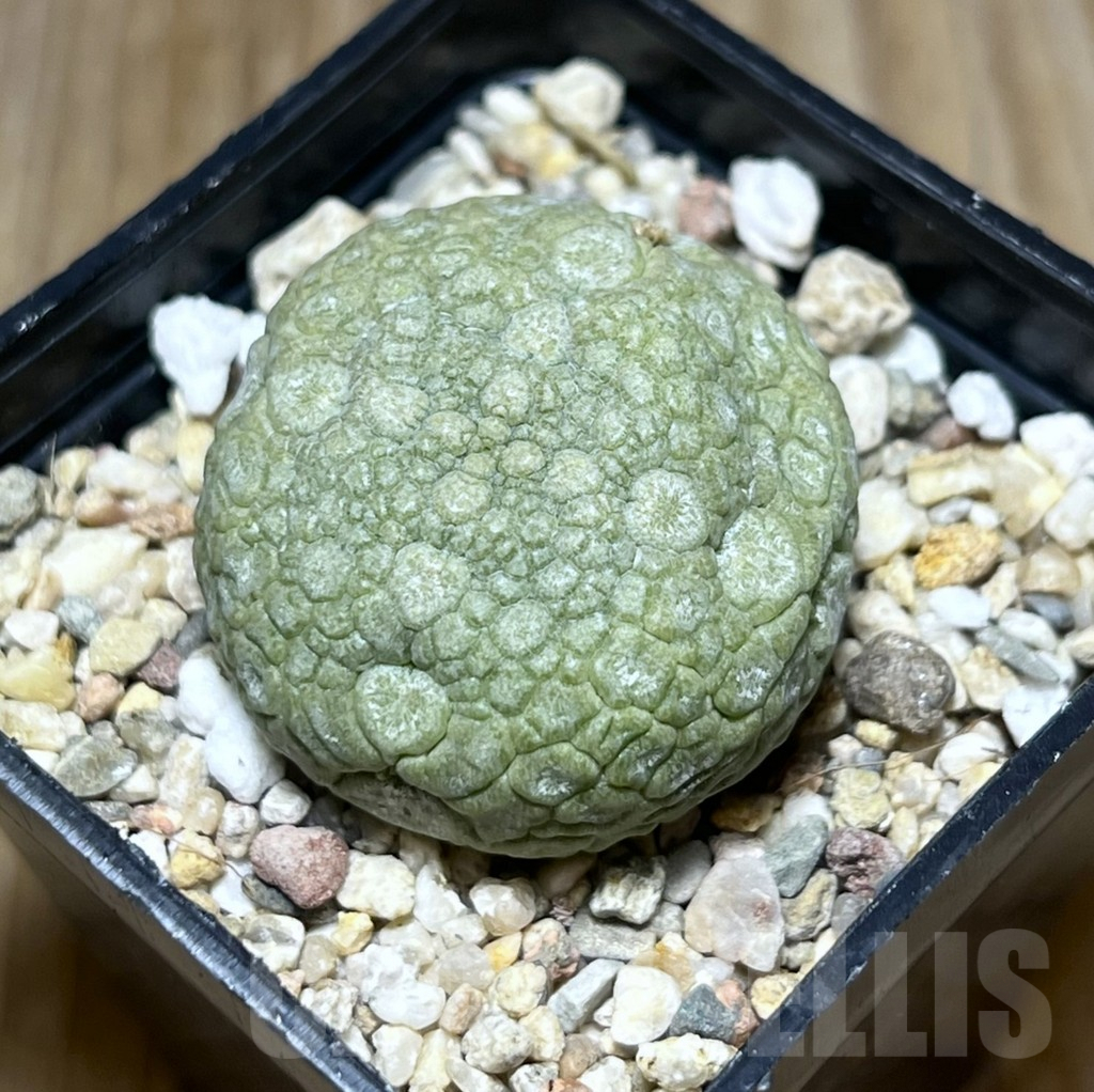 SHPR30445 Pseudolithos migiurtinus