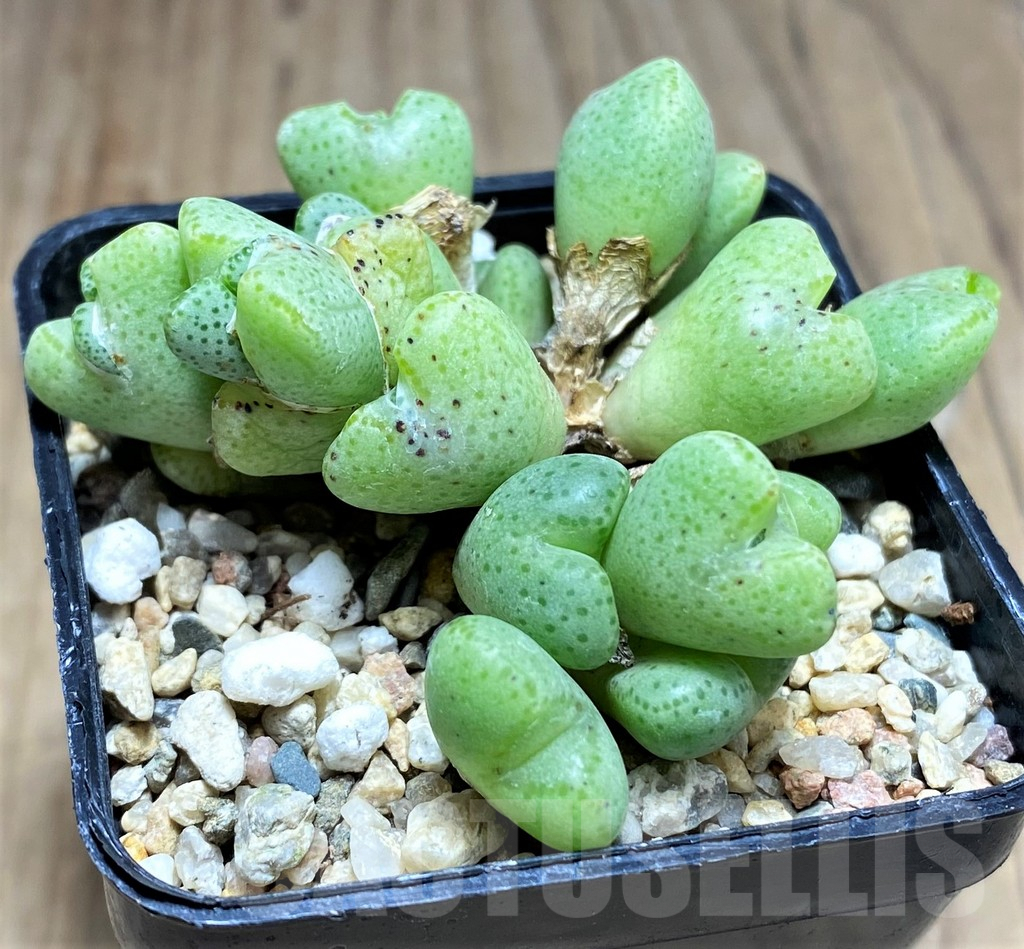 SHPR31133 Conophytum taylorianum - 画像 (2)