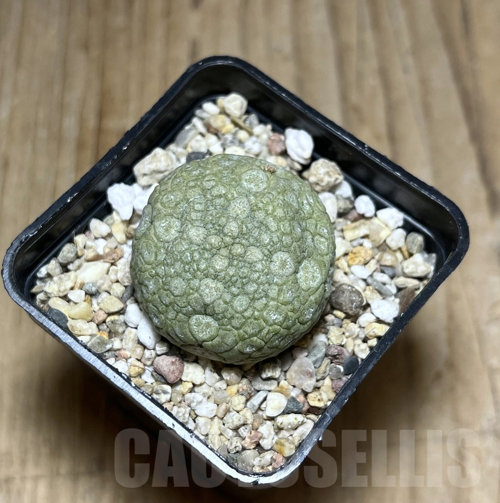 SHPR30445 Pseudolithos migiurtinus – Bild 2