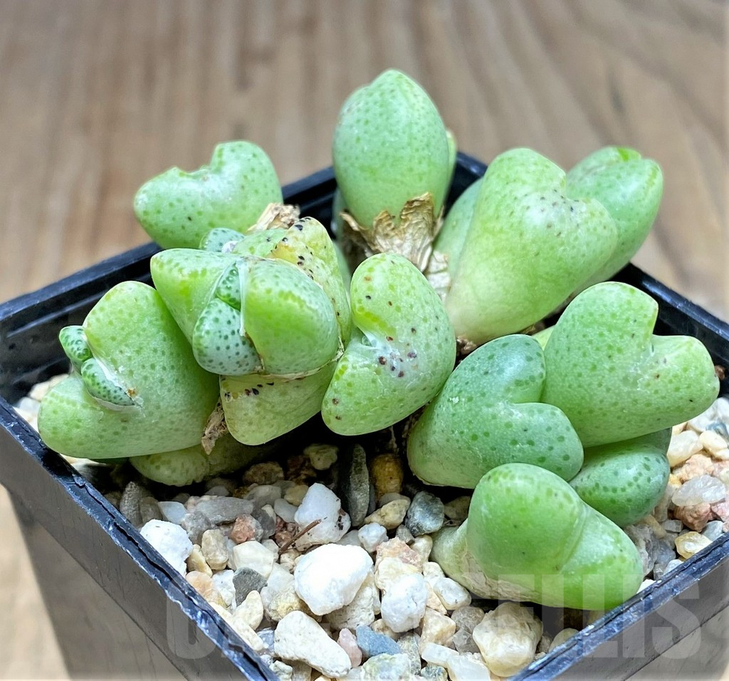 SHPR31133 Conophytum taylorianum