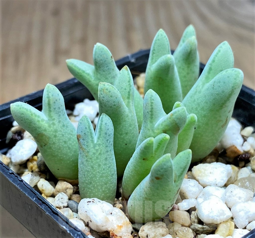 SHPR31134 Conophytum halenbergense LAV 29567