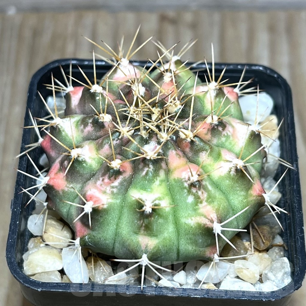 SHPR30398 Gymnocalycium mihanovichii ‘Cat eye’