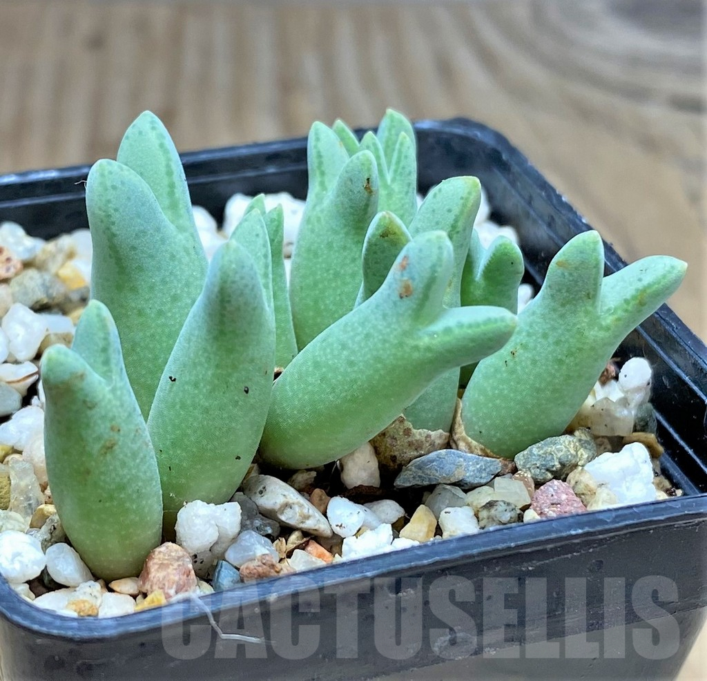 SHPR31134 Conophytum halenbergense LAV 29567 - Imagen 2