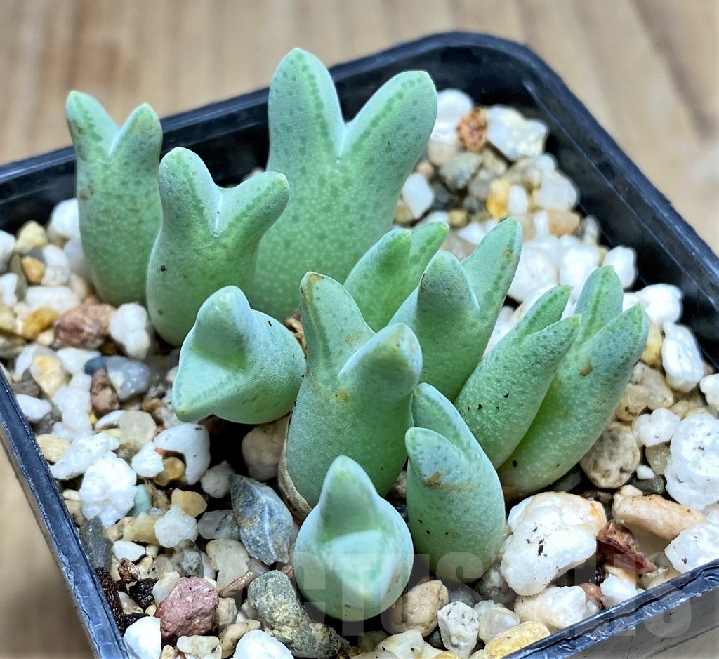 SHPR31134 Conophytum halenbergense LAV 29567 - Imagen 3