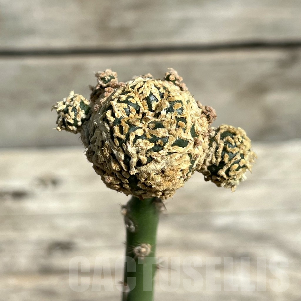 SHPR30446 Astrophytum asterias ‘Superkabuto’ ‘Gold’, grafted