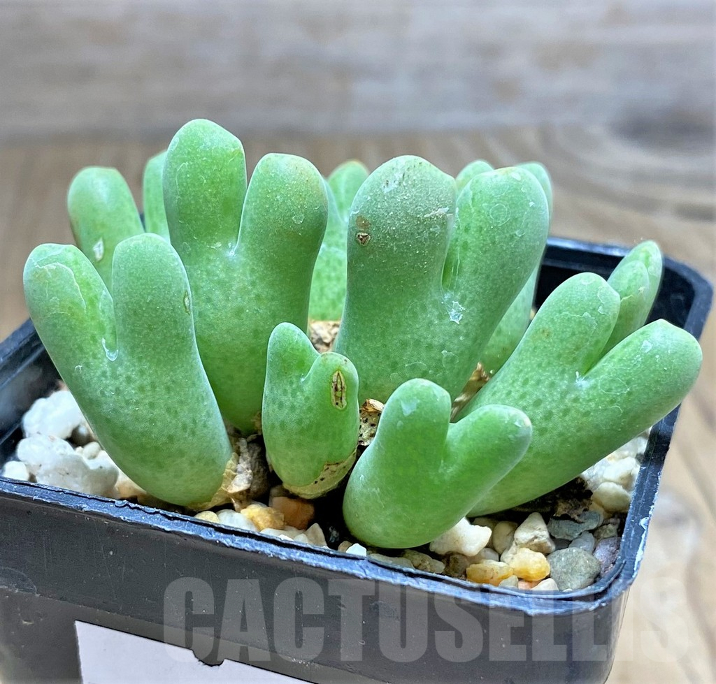 SHPR31135 Conophytum quaesitum SB2150 - Image 3
