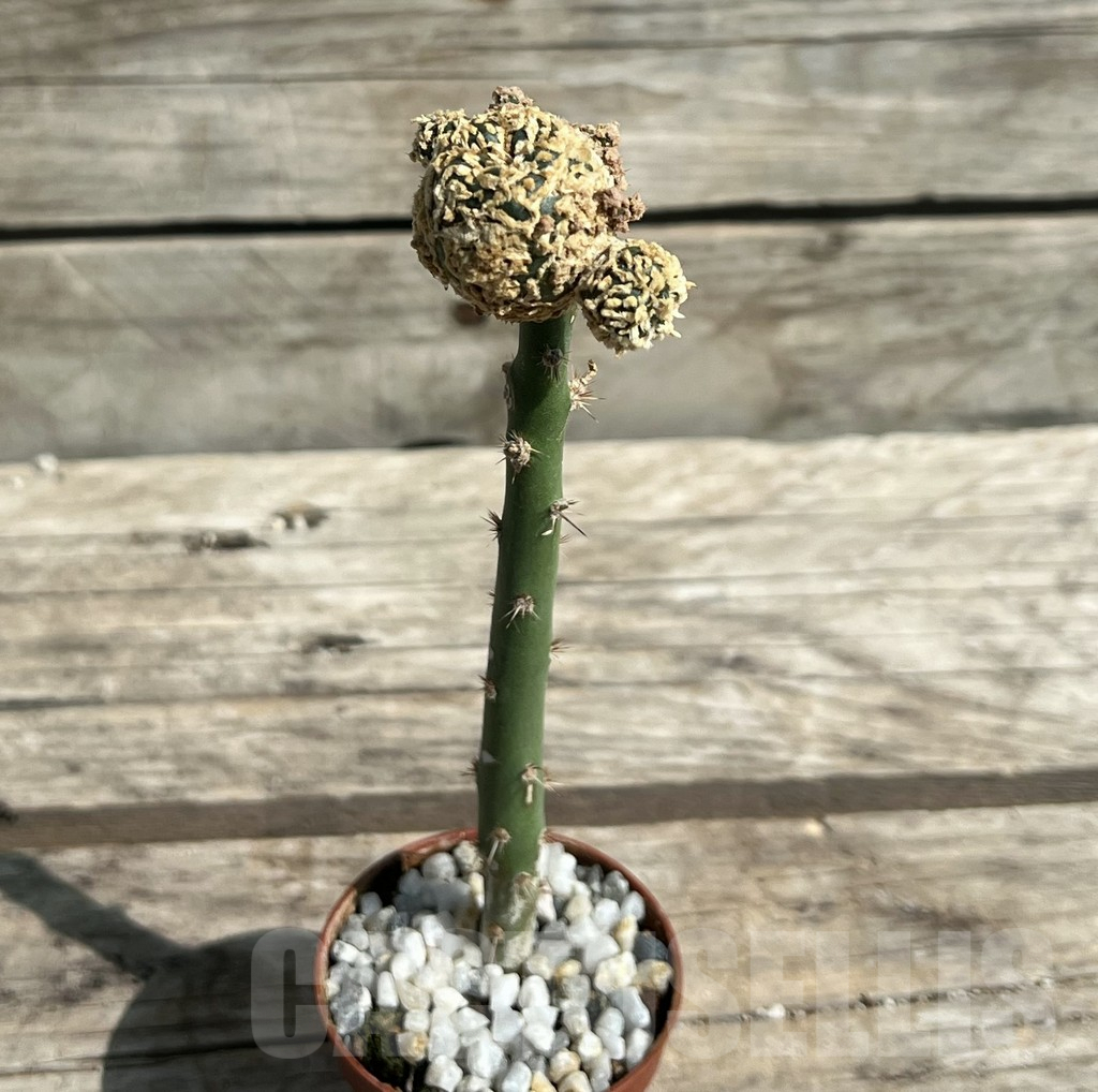 SHPR30446 Astrophytum asterias ‘Superkabuto’ ‘Gold’, grafted - Image 2