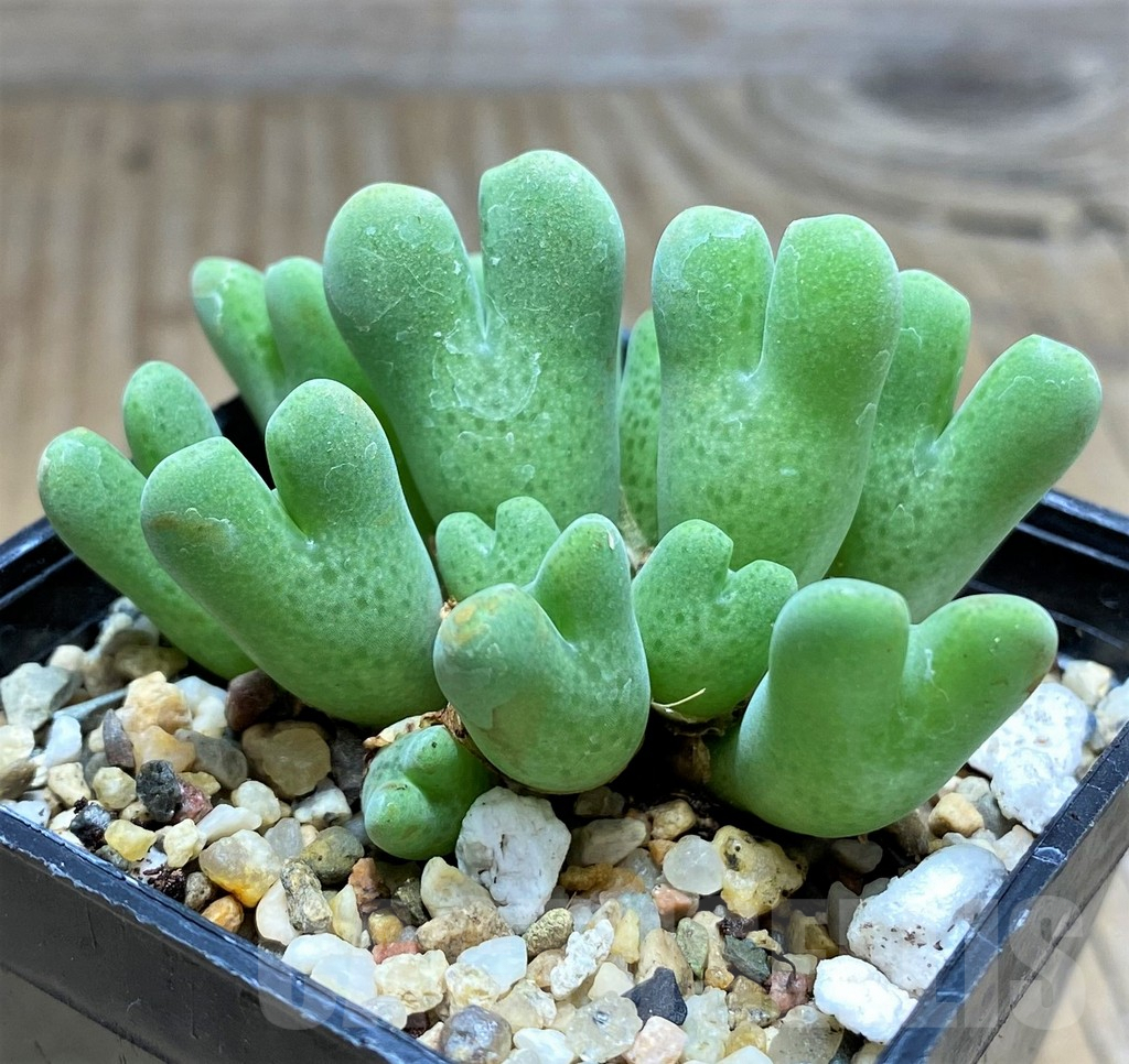 SHPR31135 Conophytum quaesitum SB2150
