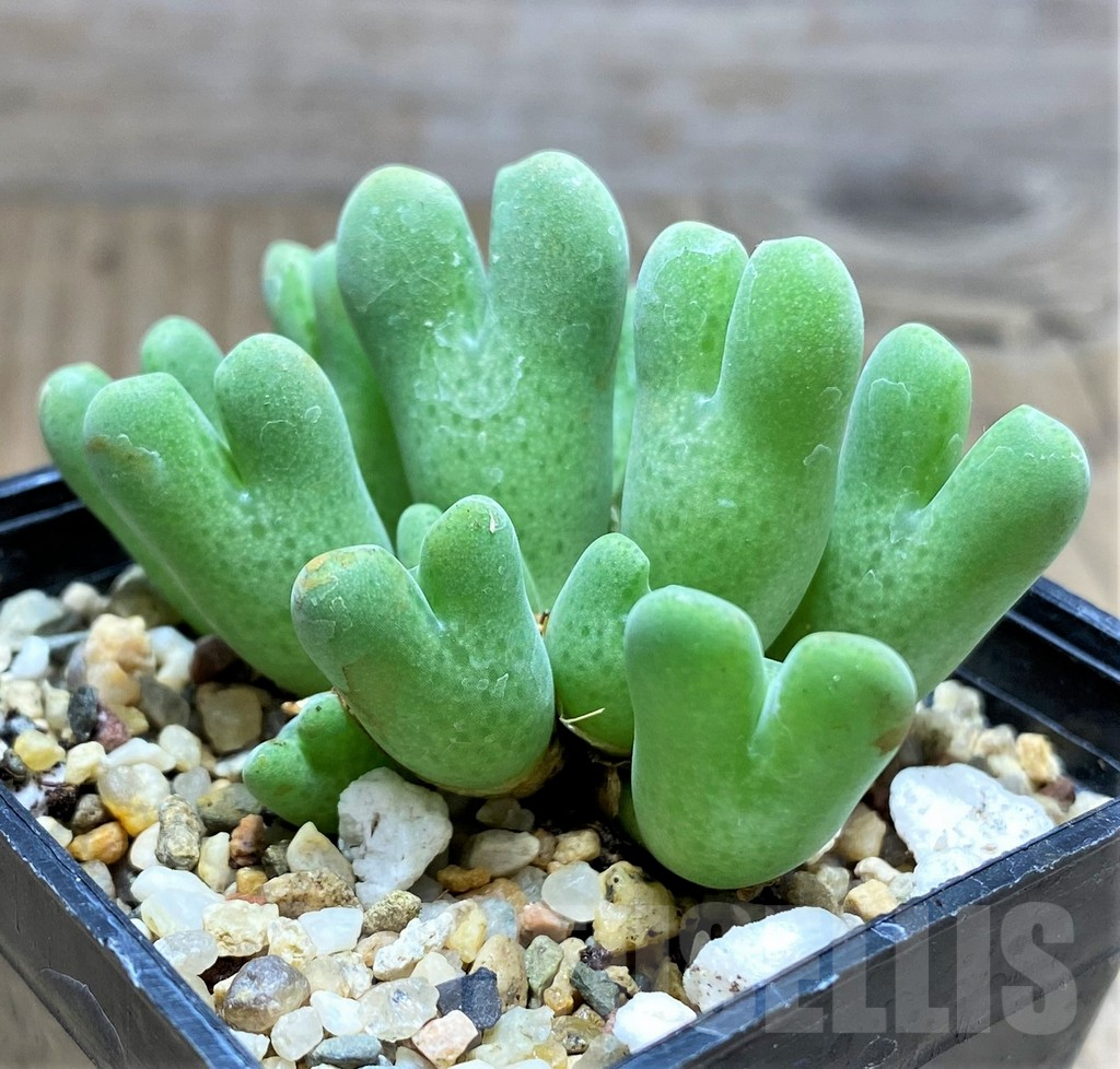 SHPR31135 Conophytum quaesitum SB2150 - Image 2