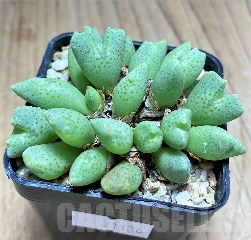 SHPR31136 Conophytum quaesitum SB1115