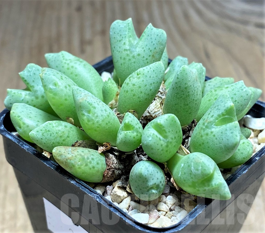 SHPR31136 Conophytum quaesitum SB1115 - 画像 (3)