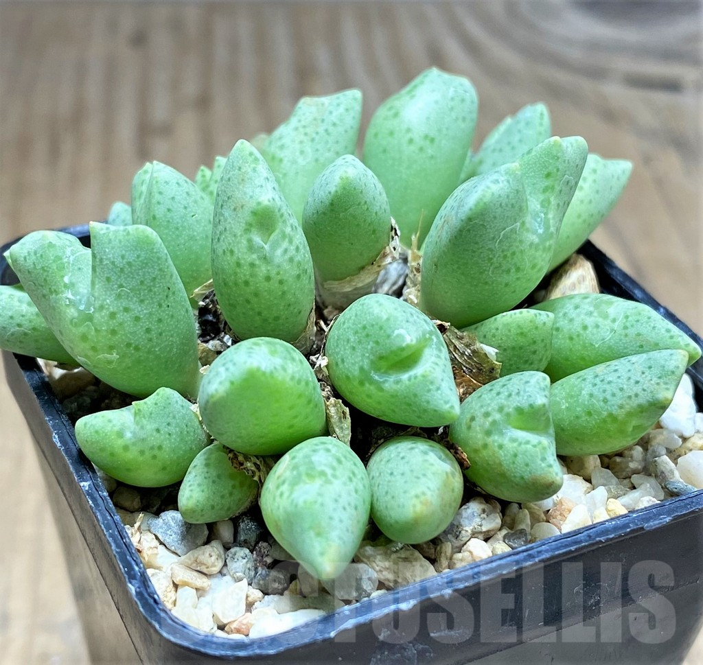 SHPR31136 Conophytum quaesitum SB1115 - 画像 (2)