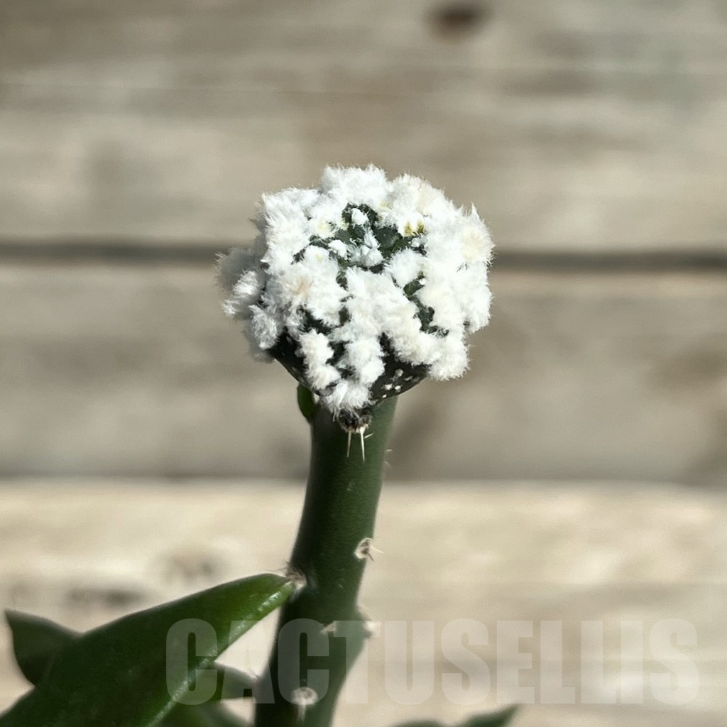 SHPR30448 Astrophytum asterias ‘Hanazono’, grafted