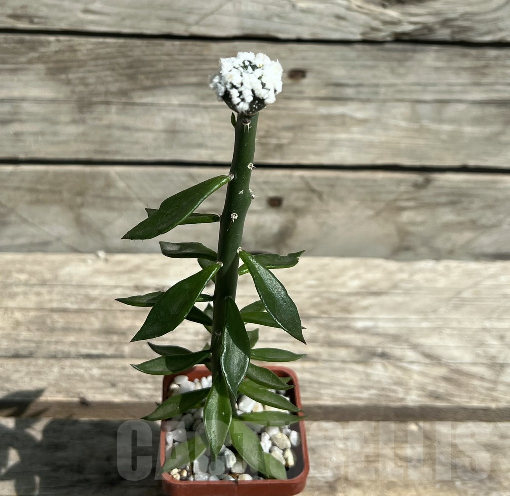 SHPR30448 Astrophytum asterias ‘Hanazono’, grafted - Image 2