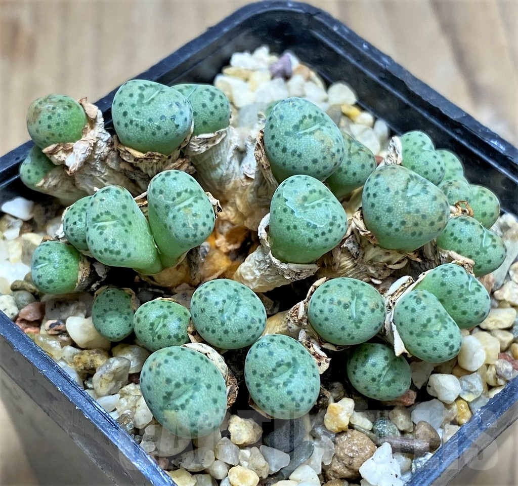 SHPR31137 Conophytum jucundum - Image 2