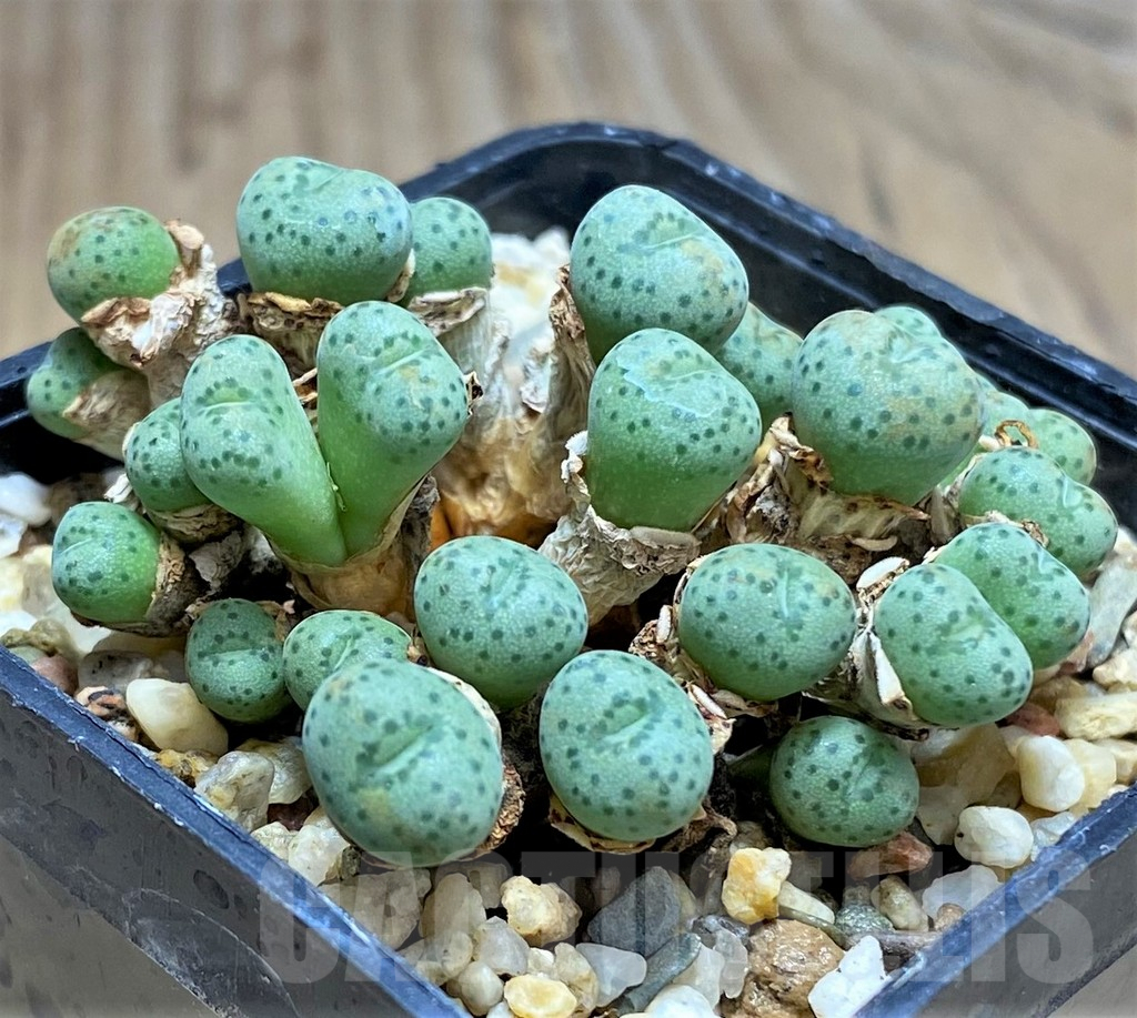SHPR31137 Conophytum jucundum