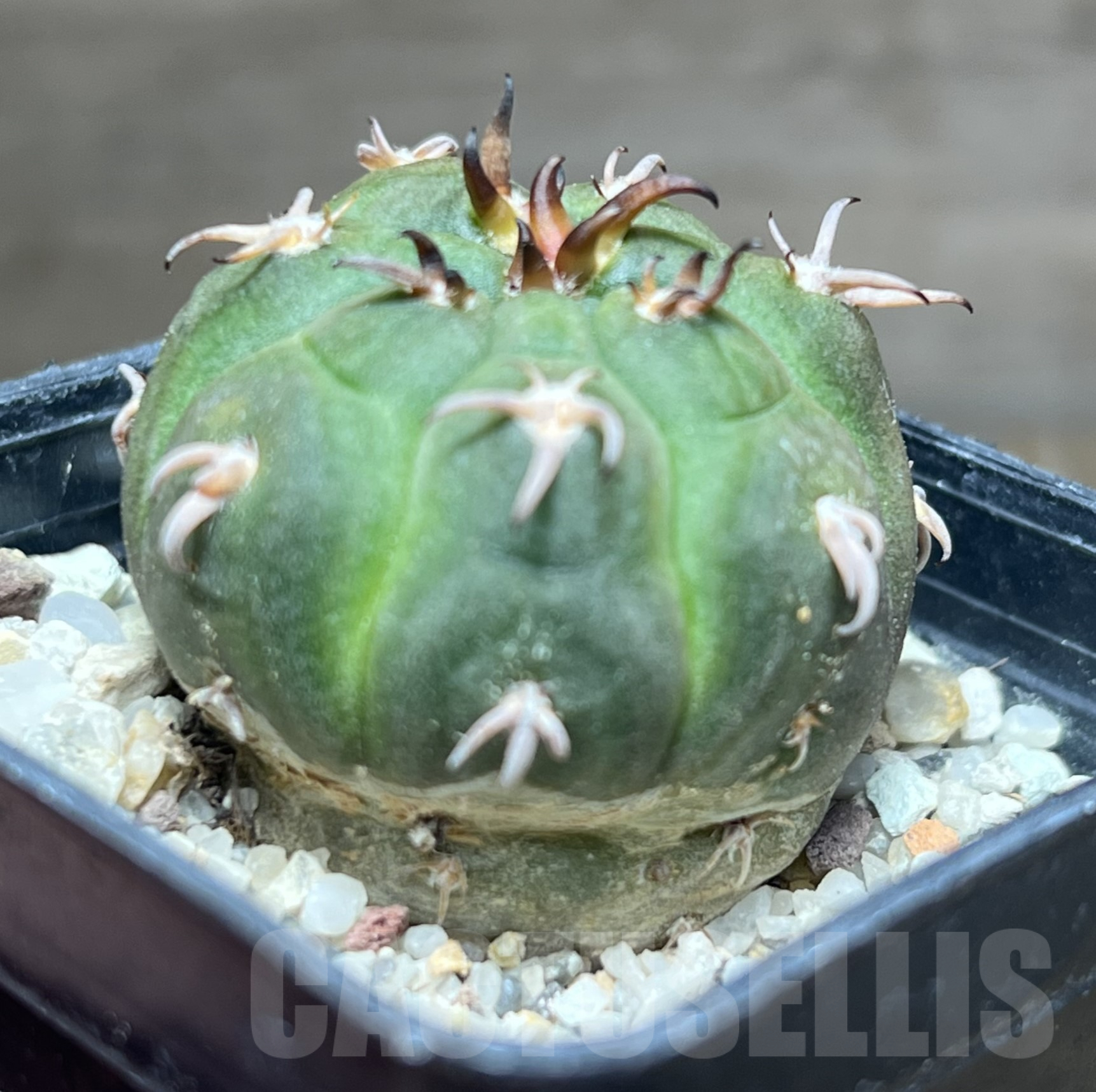 SHPR30500 Gymnocalycium spegazzinii v. unguispinum - Obrázek 2