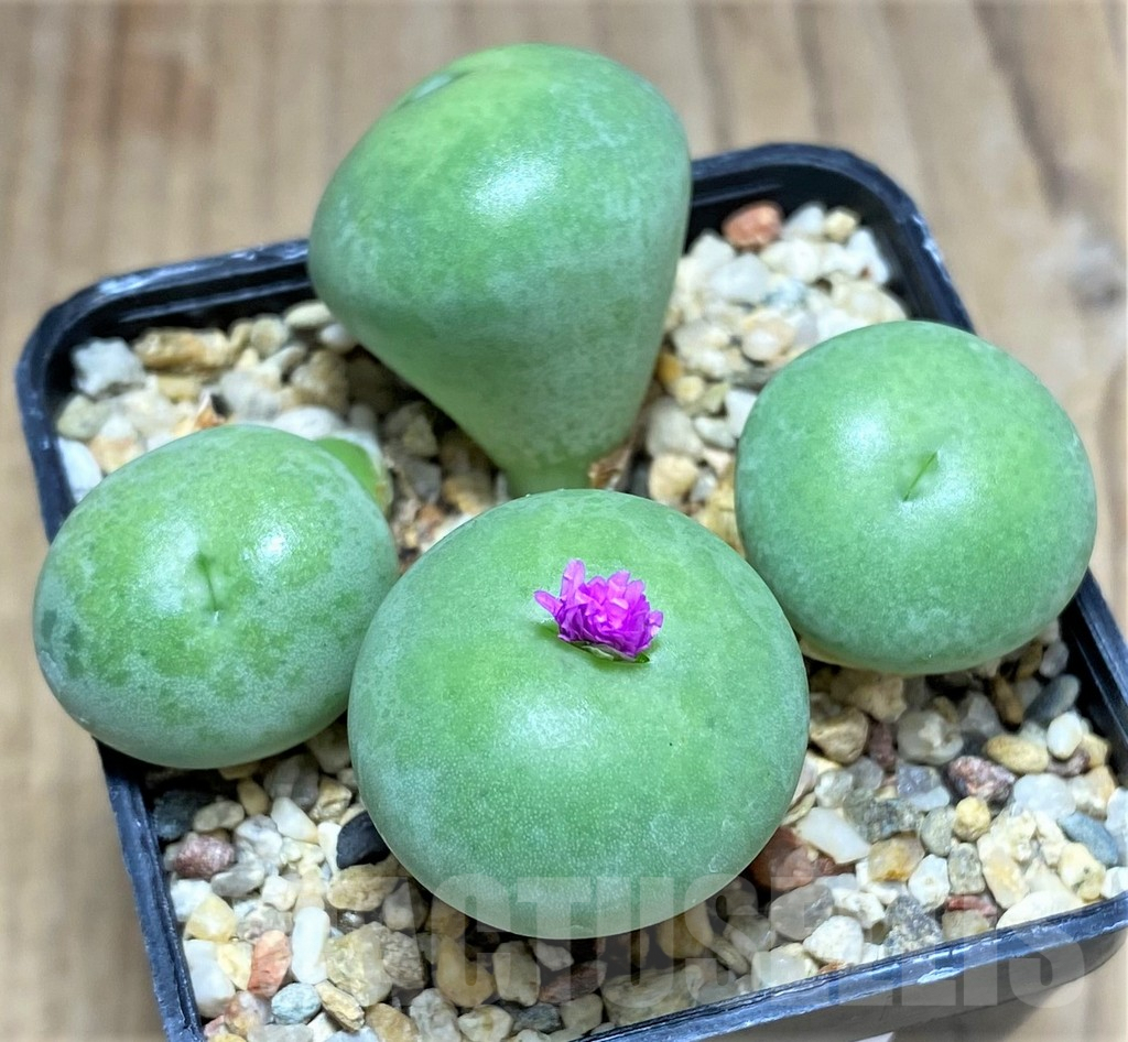 SHPR31138 Conophytum wettsteinii - 画像 (2)