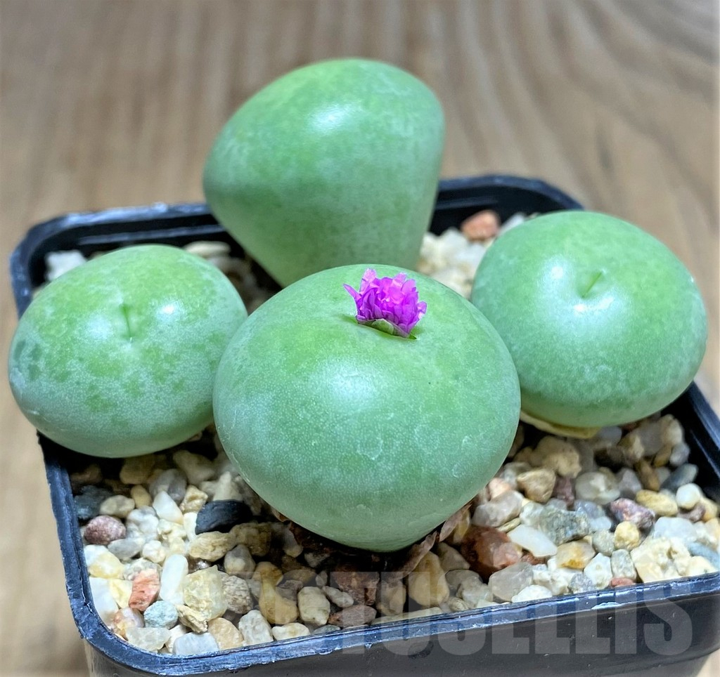 SHPR31138 Conophytum wettsteinii