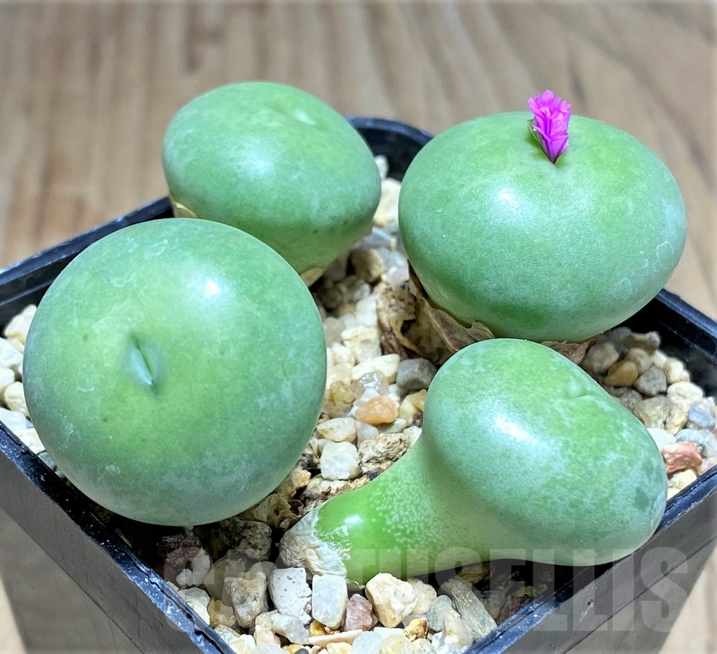 SHPR31138 Conophytum wettsteinii - 画像 (3)
