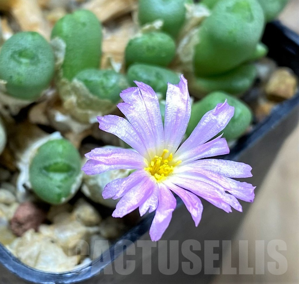 SHPR31139 Conophytum johannis-winkleri
