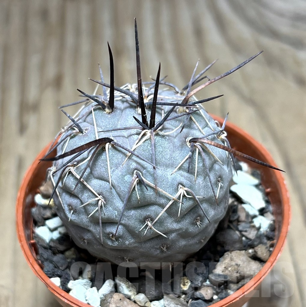 SHPR30529 Tephrocactus geometricus