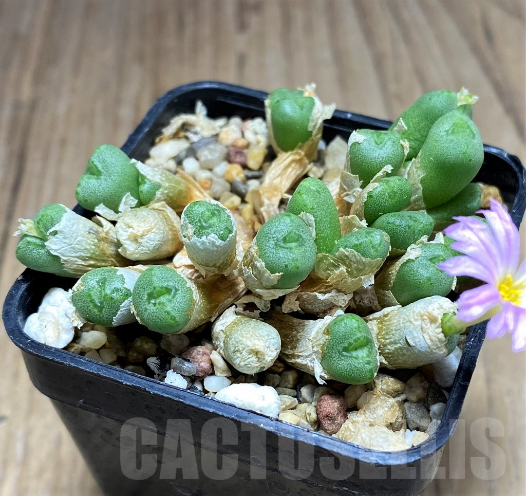 SHPR31139 Conophytum johannis-winkleri - Image 2