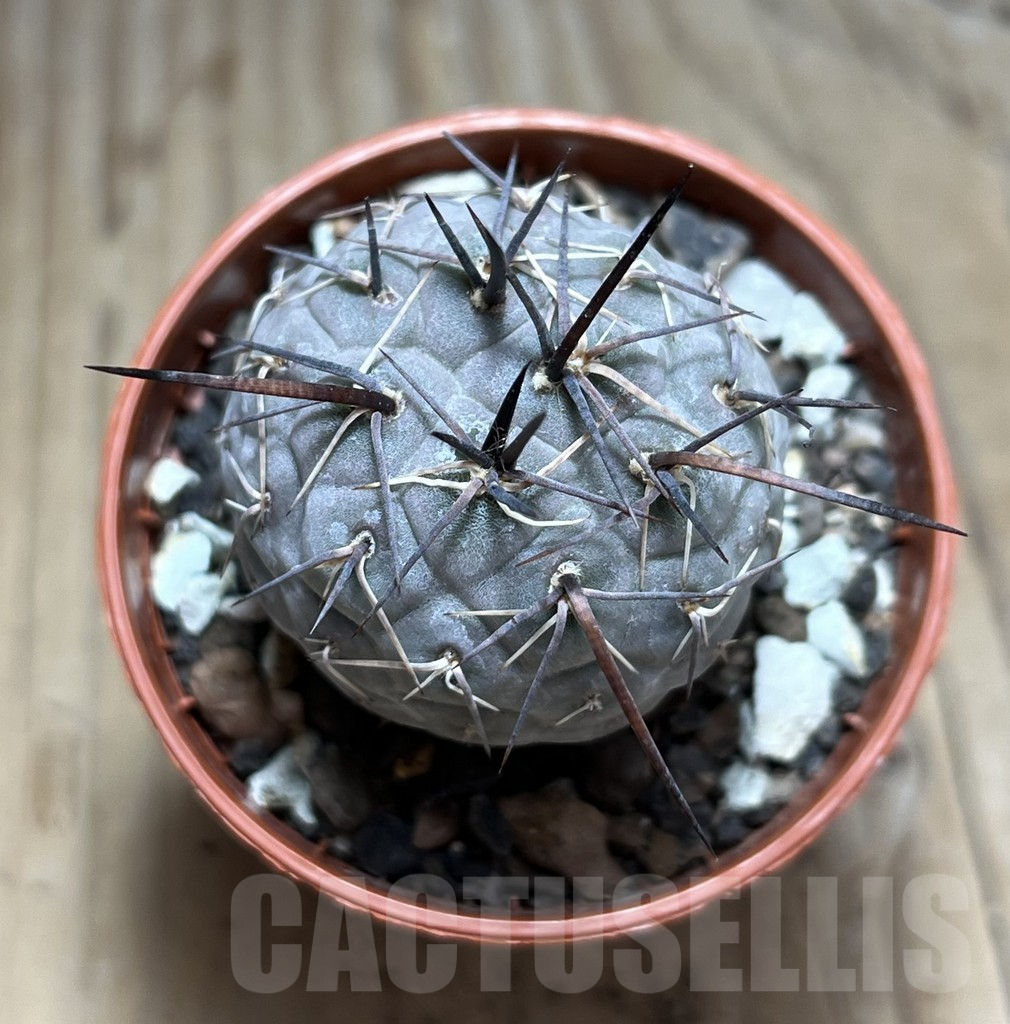 SHPR30529 Tephrocactus geometricus – Image 2