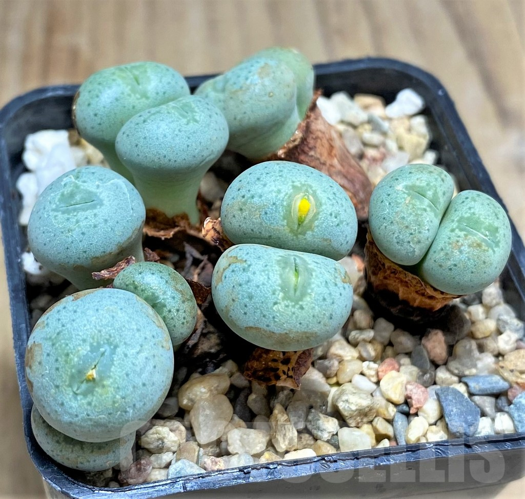 SHPR31140 Conophytum flavum ssp. novicium SB2295 - immagine 2
