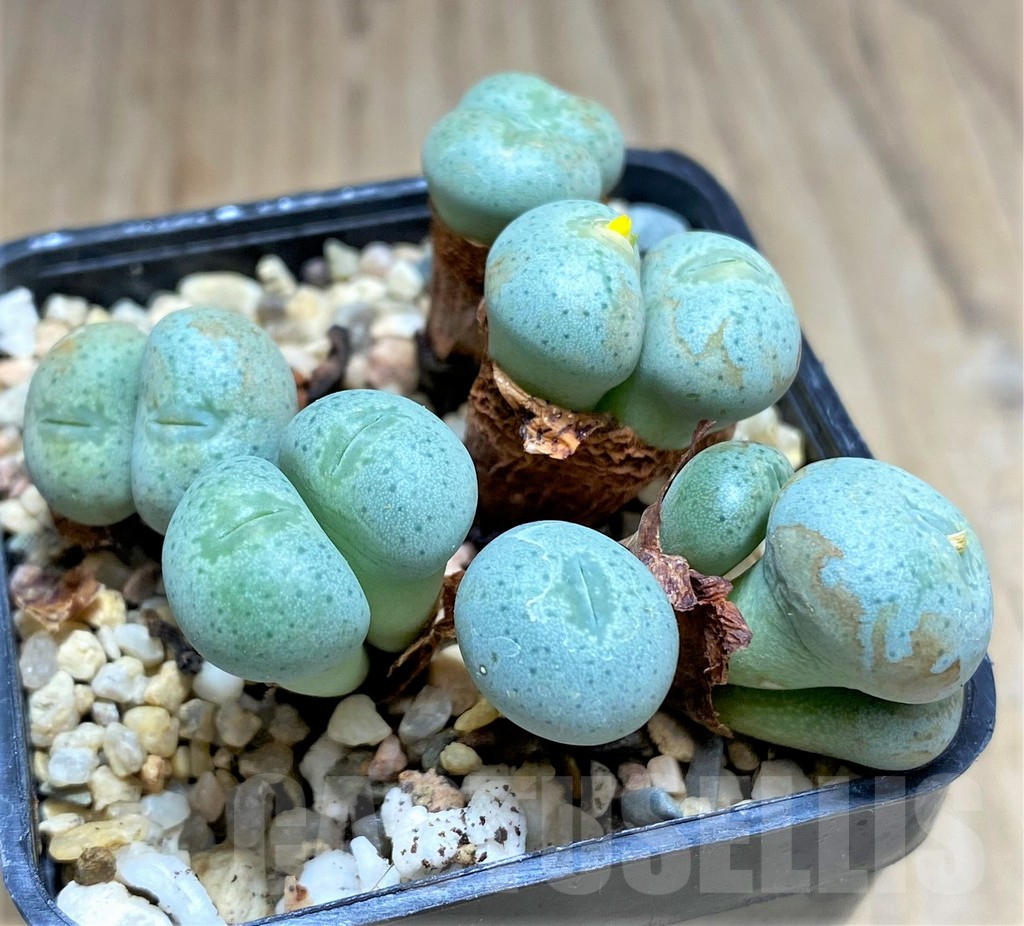 SHPR31140 Conophytum flavum ssp. novicium SB2295