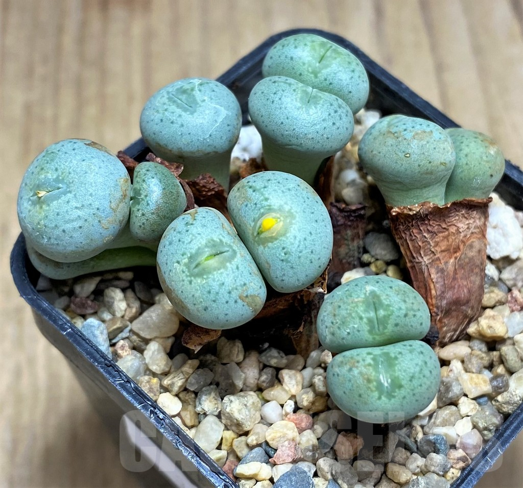 SHPR31140 Conophytum flavum ssp. novicium SB2295 - immagine 3
