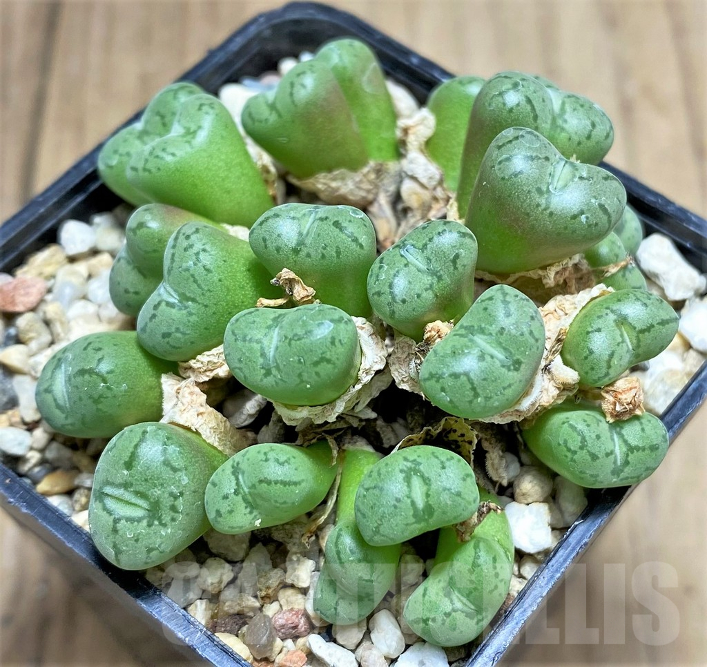 SHPR31141 Conophytum obcordellum f. picturatum