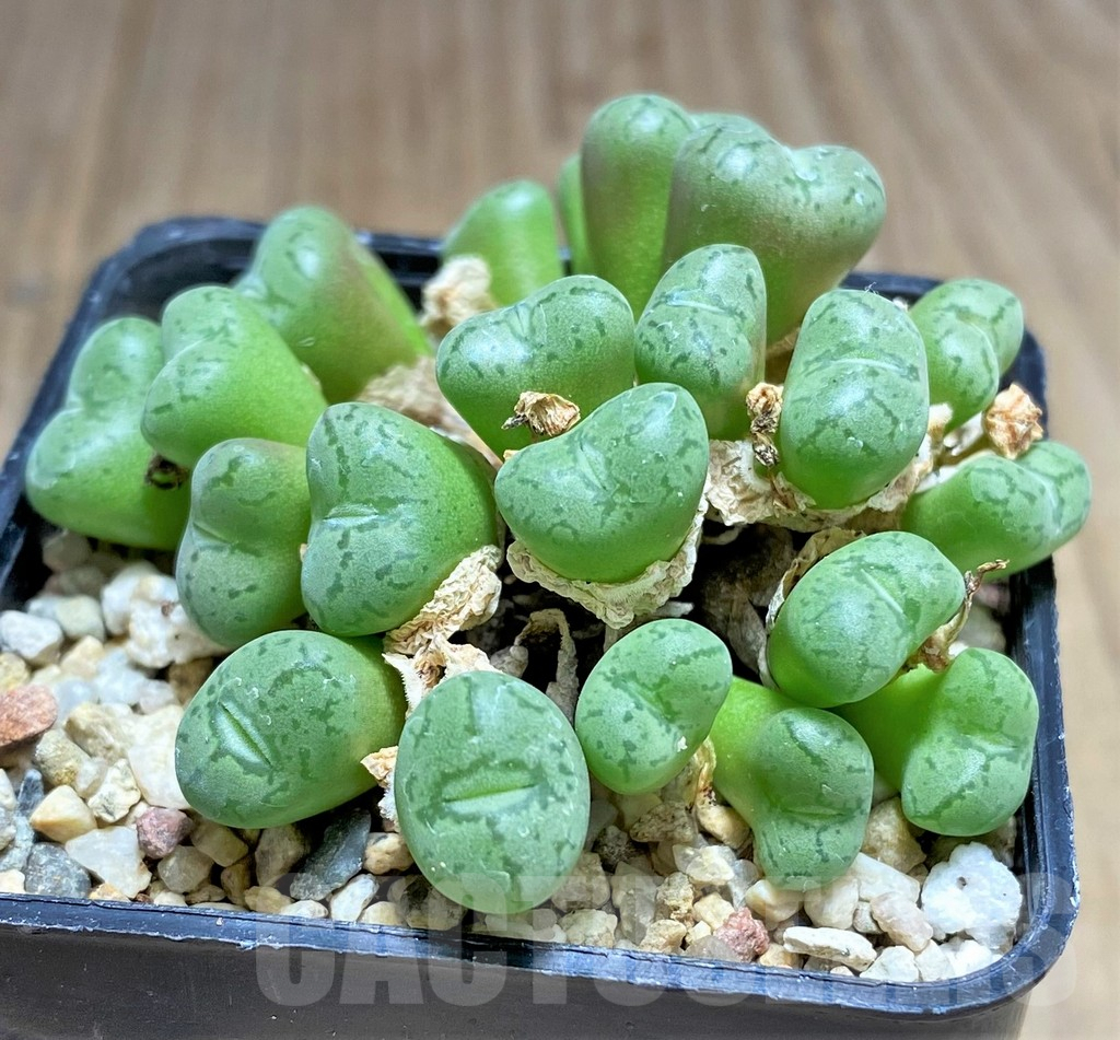 SHPR31141 Conophytum obcordellum f. picturatum - Image 2