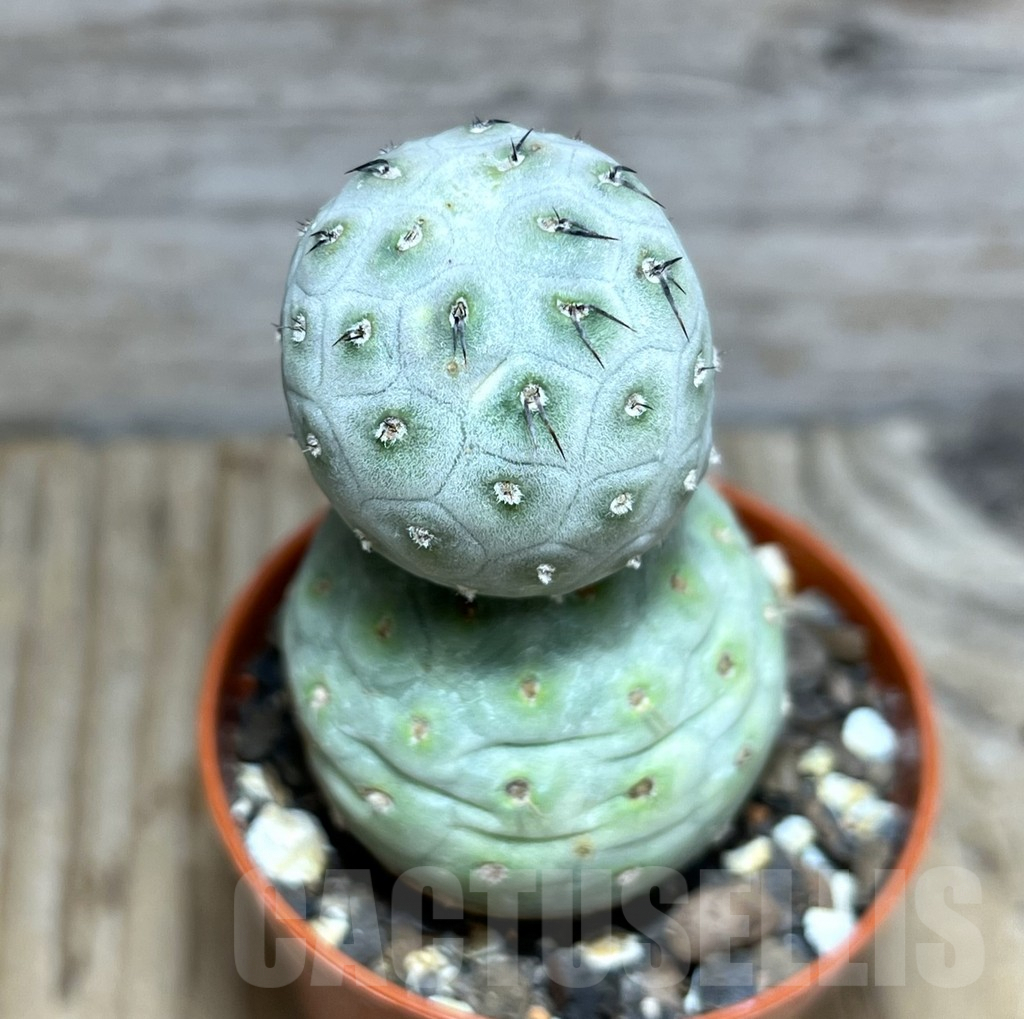 SHPR30533 Tephrocactus geometricus