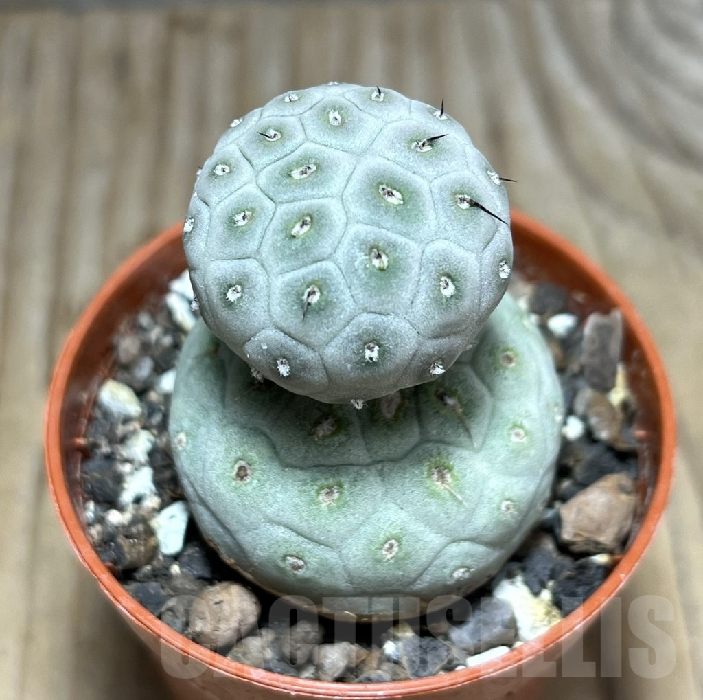 SHPR30534 Tephrocactus geometricus