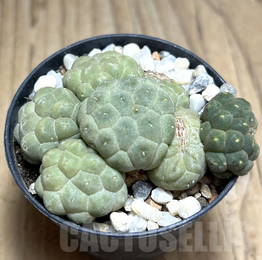 SHPR30536 Puna bonnieae 'inermis' - 画像 (2)