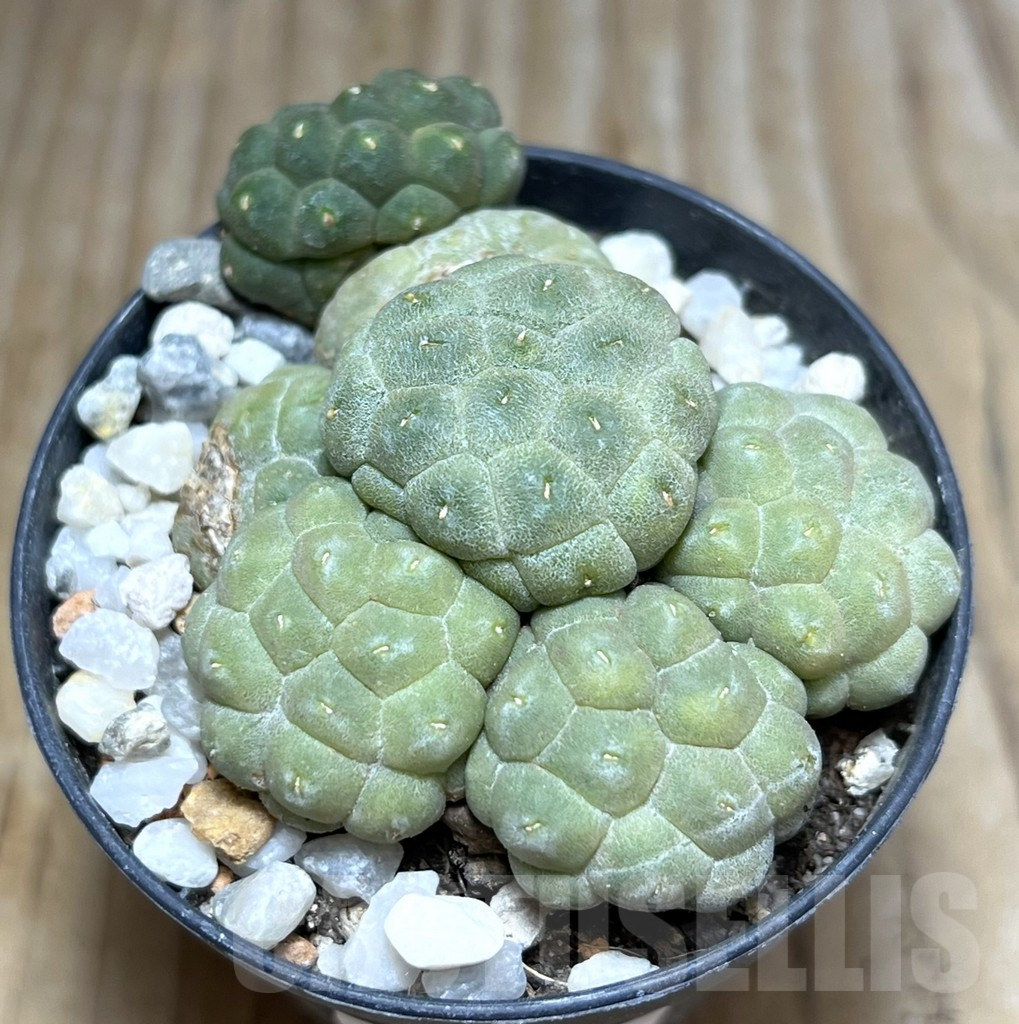 SHPR30536 Puna bonnieae 'inermis'