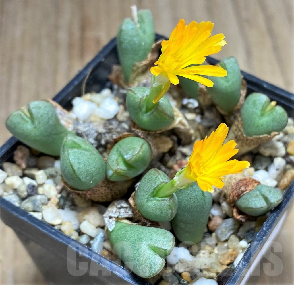 SHPR31145 Conophytum marnierianum CR1490 - Image 2