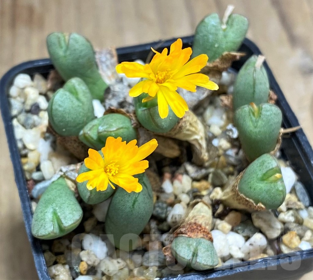 SHPR31145 Conophytum marnierianum CR1490
