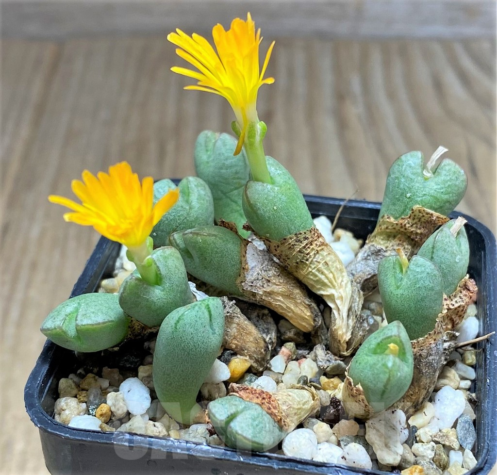 SHPR31145 Conophytum marnierianum CR1490 - Image 3