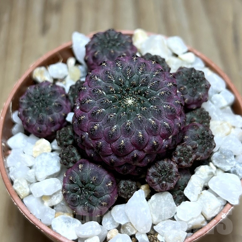 SHPR30538 Sulcorebutia rauschii ‘Red’