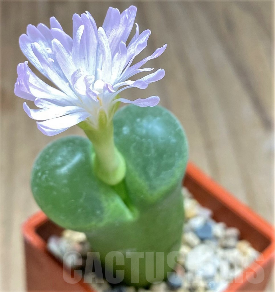 SHPR31148 Conophytum longum SB1066
