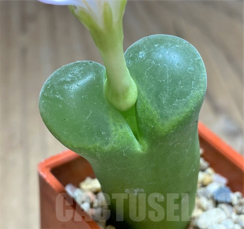 SHPR31148 Conophytum longum SB1066 - Image 2