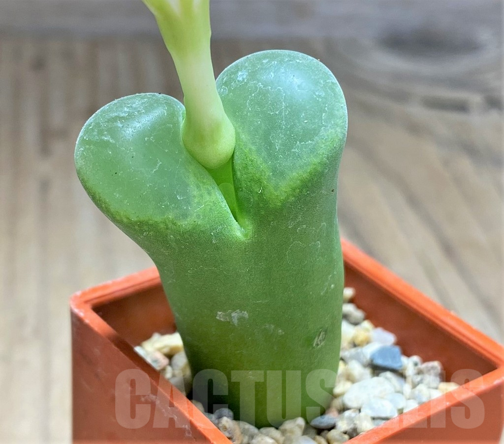 SHPR31148 Conophytum longum SB1066 - Image 3