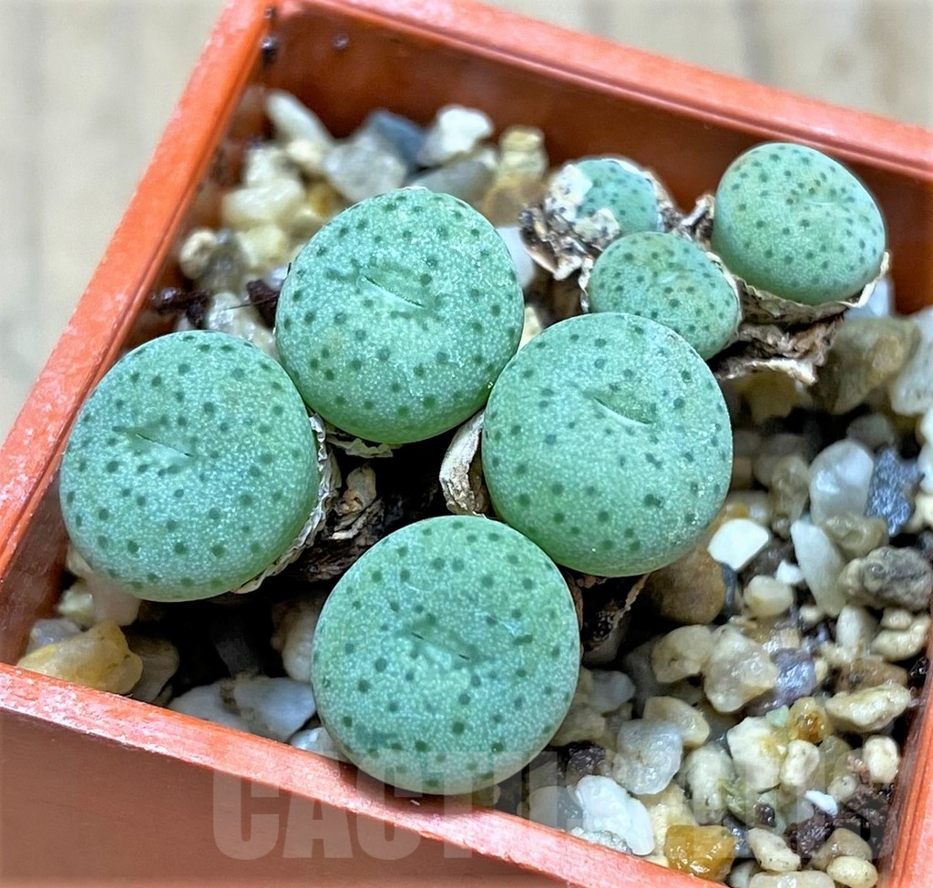 SHPR31150 Conophytum jacobsenianum