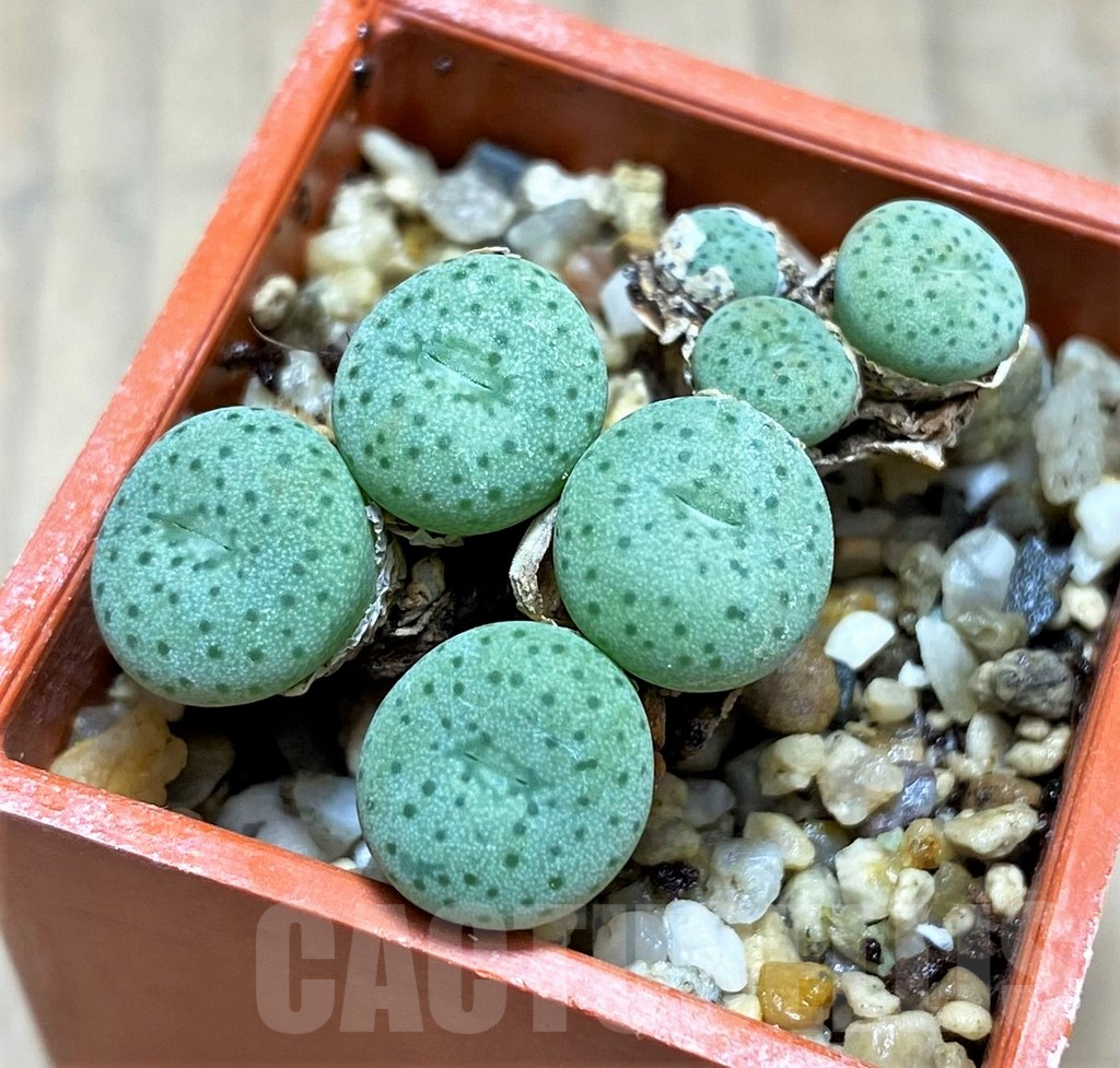 SHPR31150 Conophytum jacobsenianum - Image 2