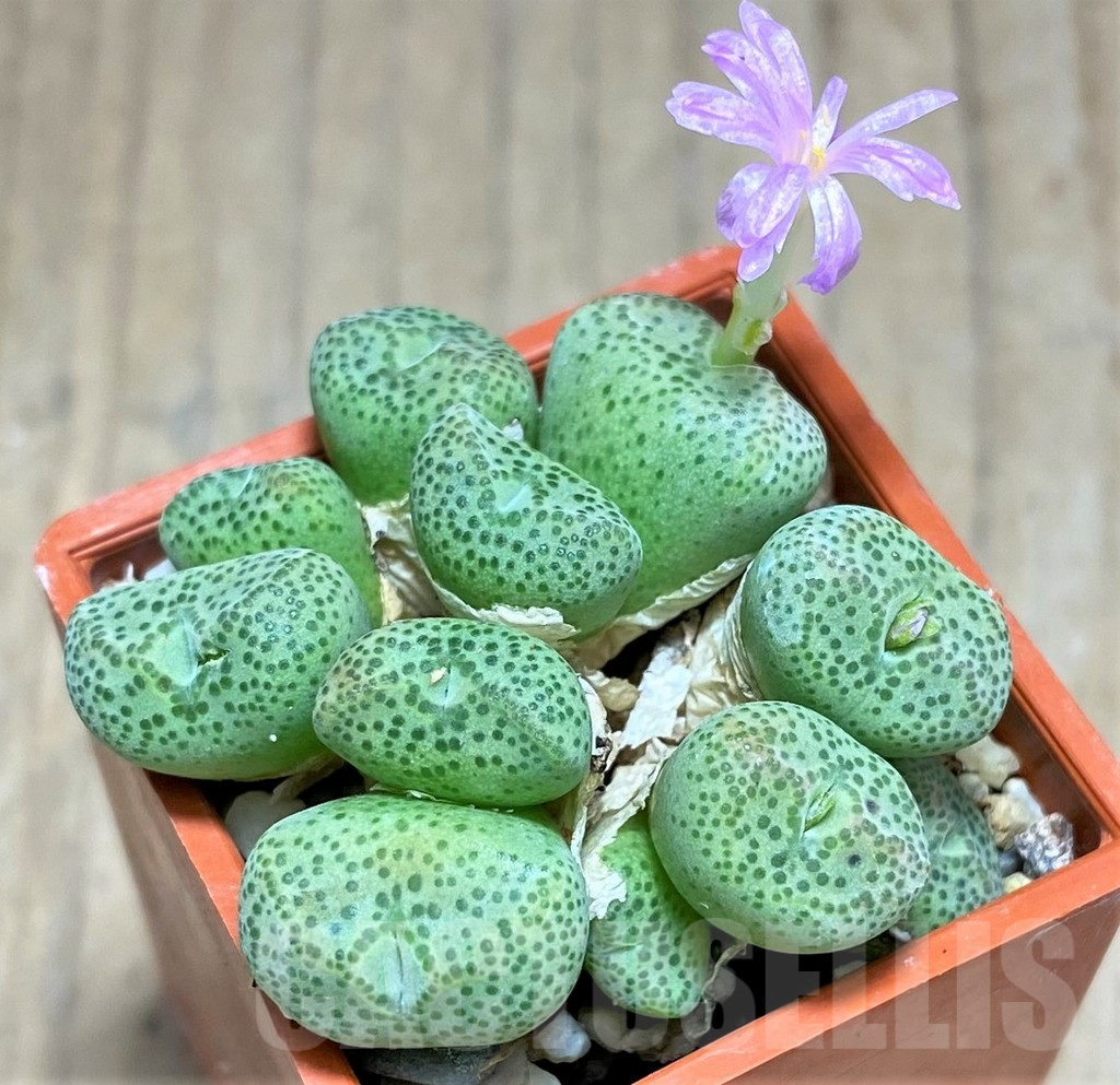 SHPR31151 Conophytum marginatum SB632 - Image 2